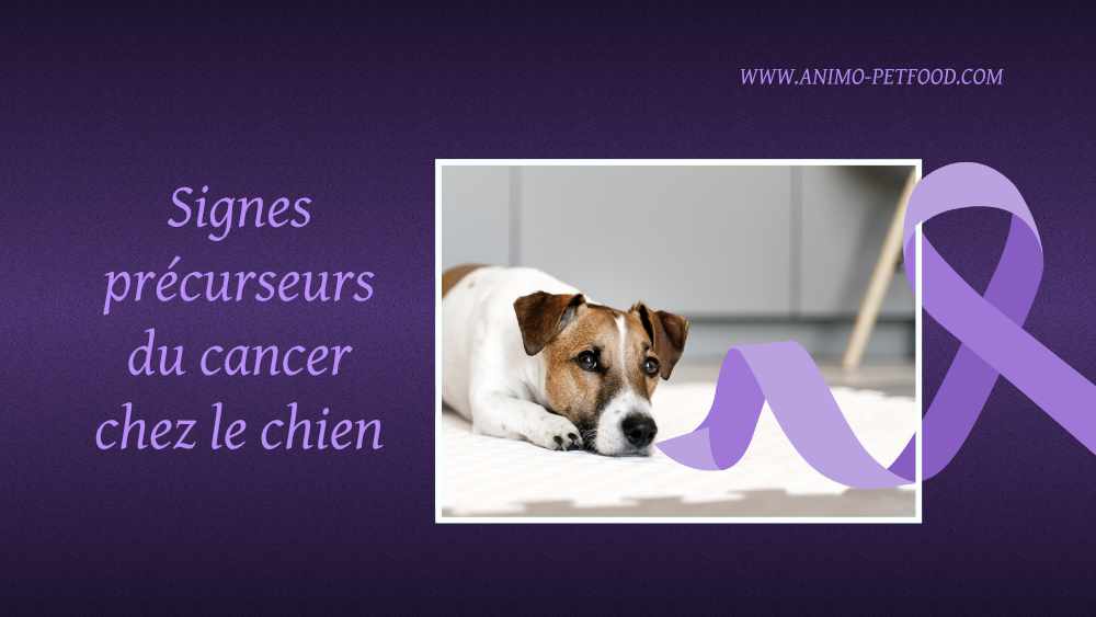 signes-precurseurs-du-cancer-chez-le-chien